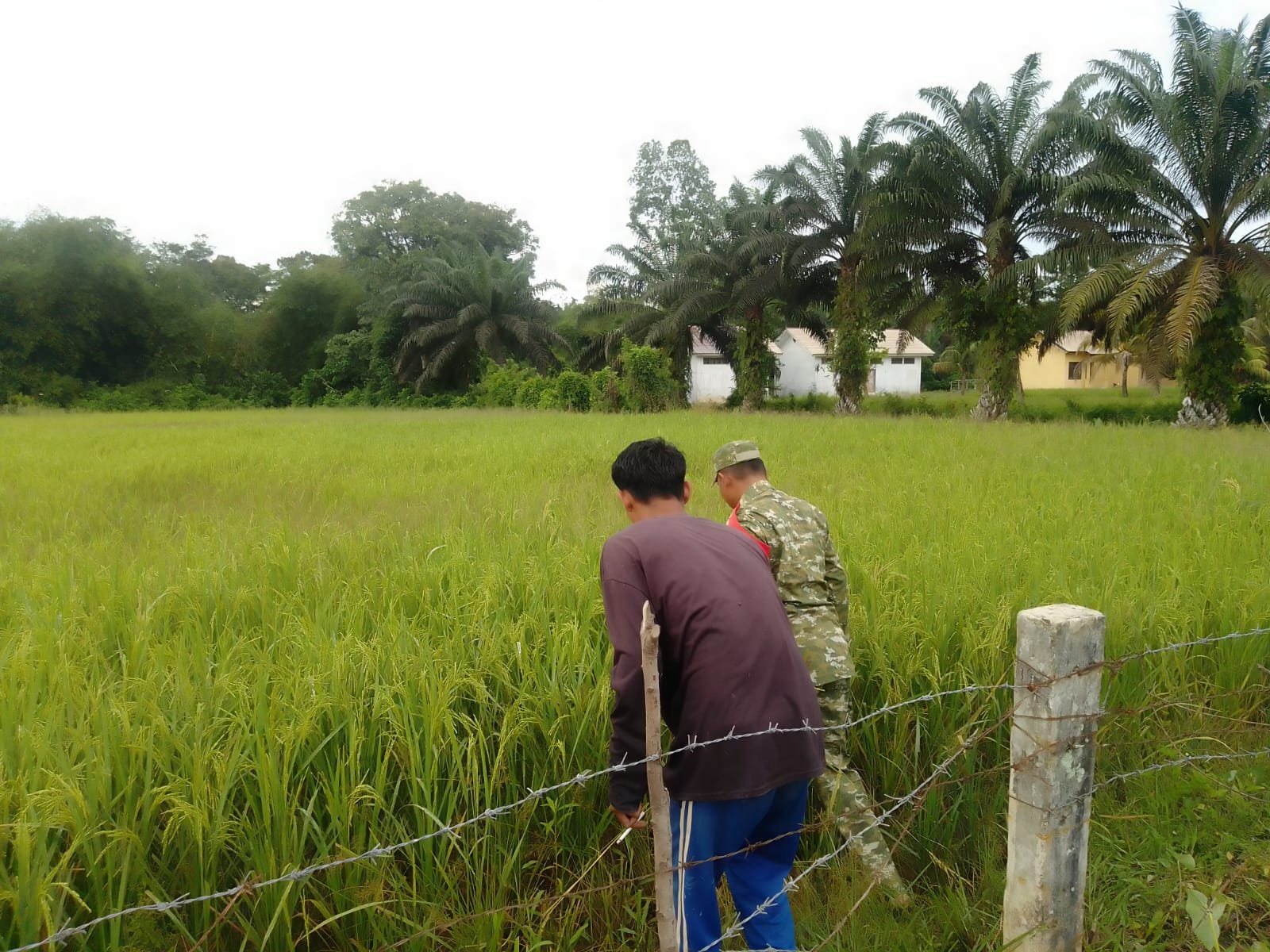 Dari Sawah Gunong Panah, Babinsa Kodim 0105/Aceh Barat Kawal Tanaman Padi
