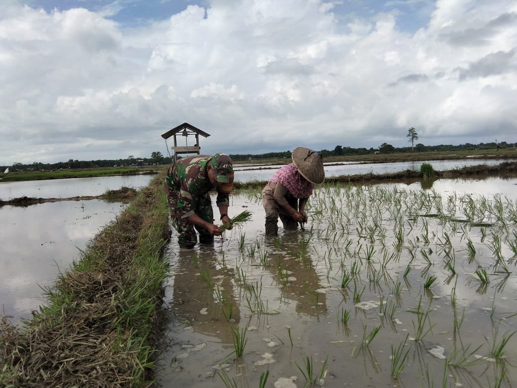 Dari Pengolahan hingga Tanam, Babinsa Pantau Perkembangan Sawah Poktan Adee Beurata