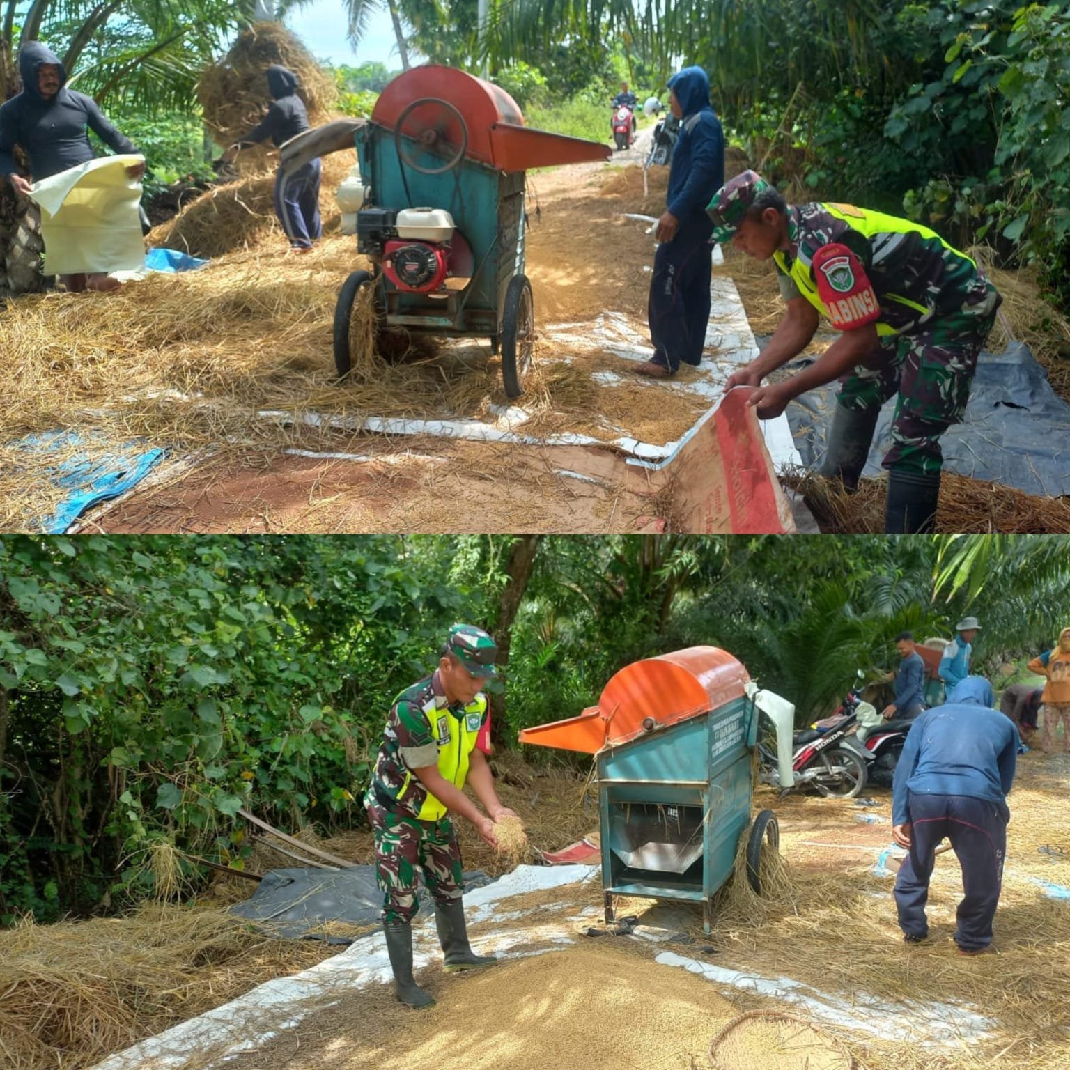 Hasil Panen Mulai Dirontokkan, Babinsa Posramil 05/Pante Ceureumen Bantu Petani Seumara