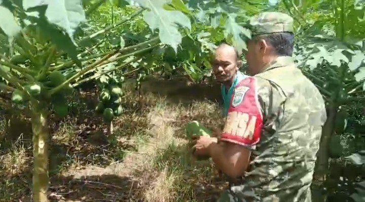 Kodim 0114/Aceh Jaya Dukung Ketahanan Pangan melalui Pendampingan Petani Pepaya