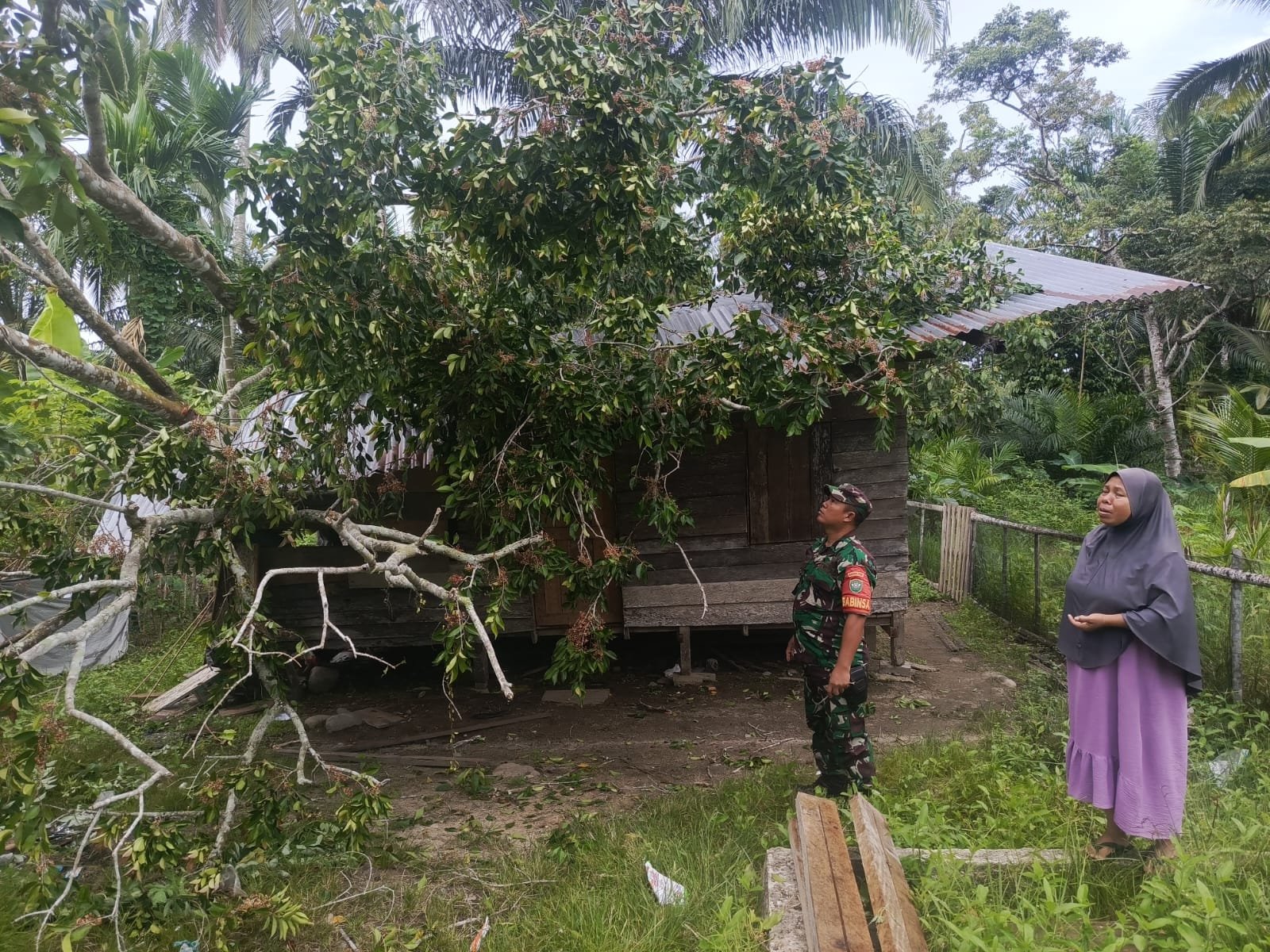 Angin Kencang dan Pohon Lapuk Rusak Rumah Warga, Babinsa Turun Membantu
