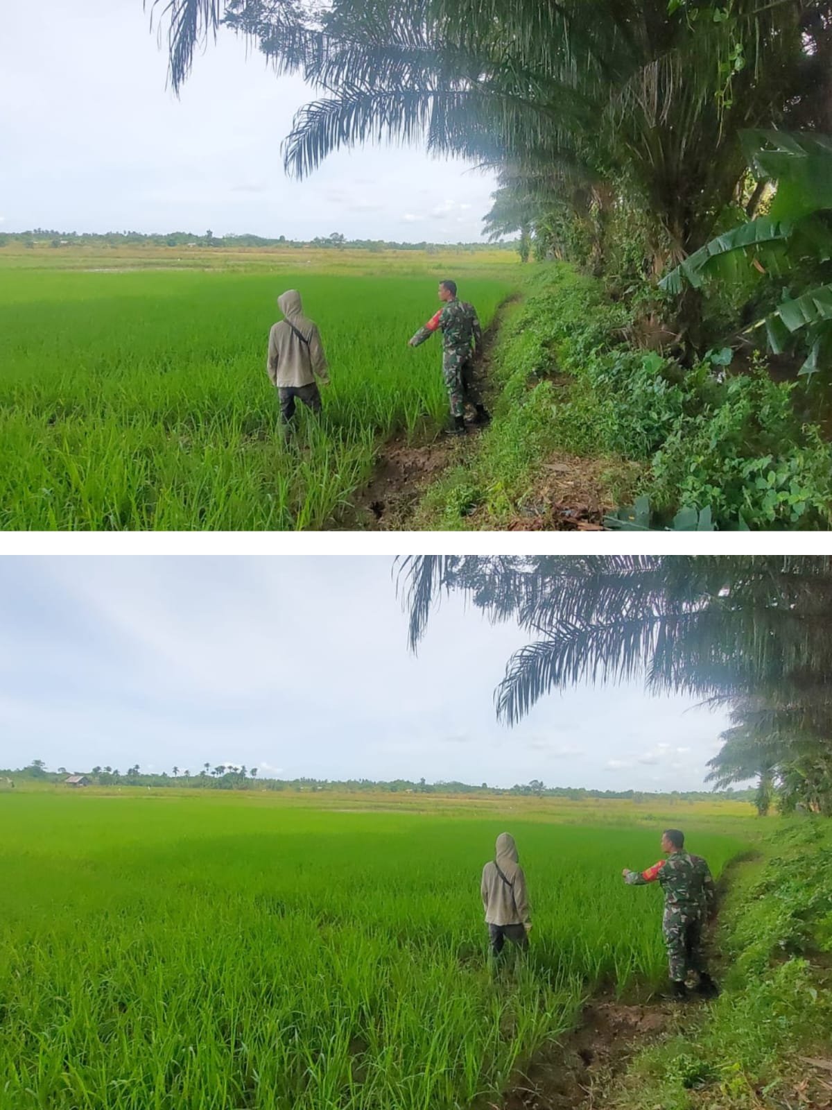 Tanaman Padi Jadi Perhatian, Serda Helmi Turun Langsung ke Lahan Pertanian Cot Buloh